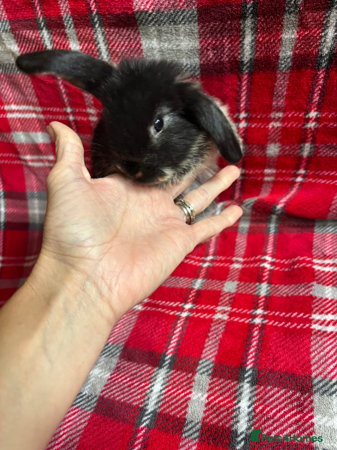 Mini Lop rabbits for sale: Gorgeous mini lops - Image 2