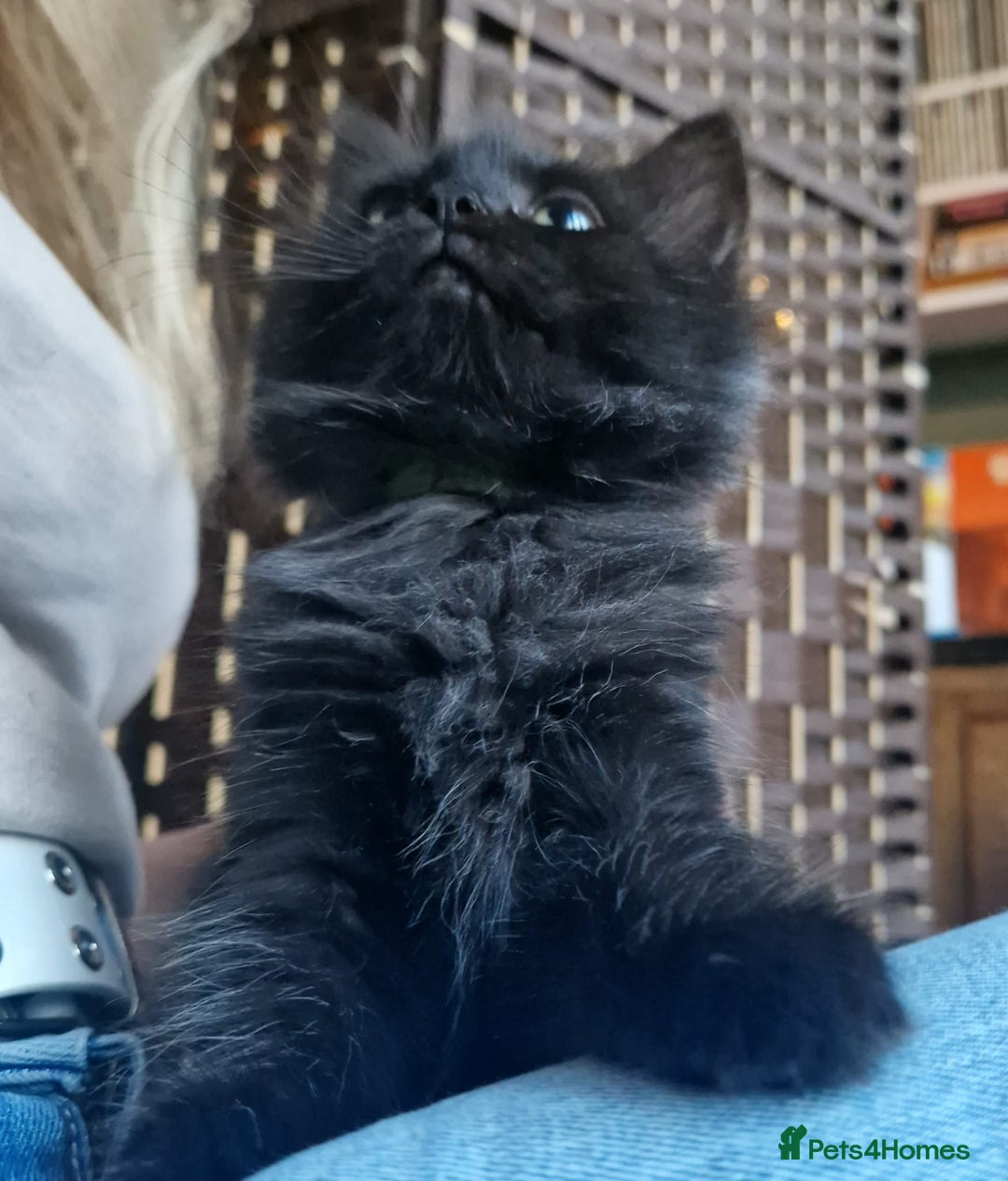 Ragdoll cats for sale: 6 CROSS RAGDOLL KITTENS WAITING FOR A LOVING HOME - Image 13