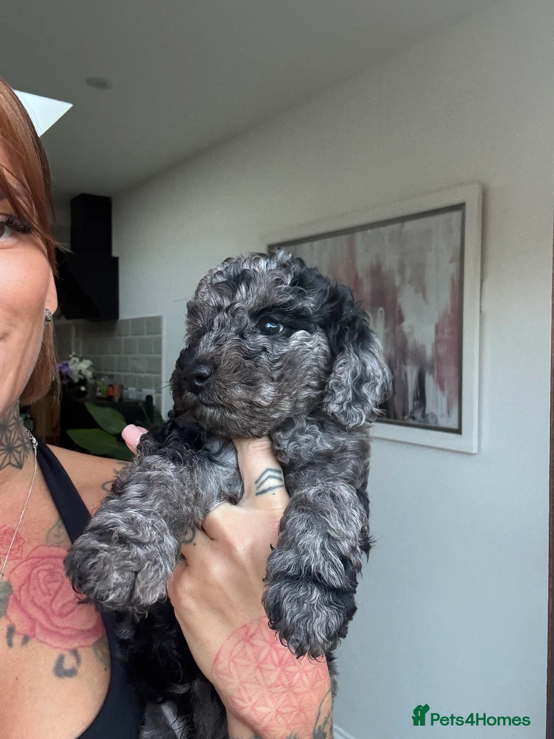 Cavapoochon dogs for sale: MERLE CAVAPOOCHON READY NOW  - Advert 4