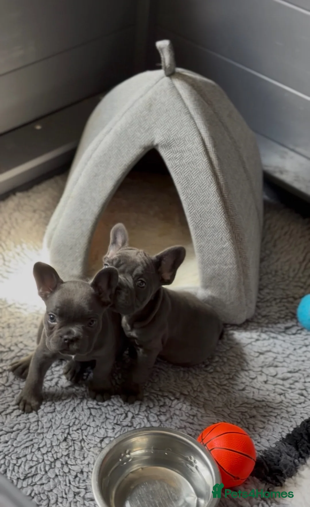 French Bulldog dogs for sale: French Bulldog Puppies–Two Gorgeous Females 🐾 - Advert 18