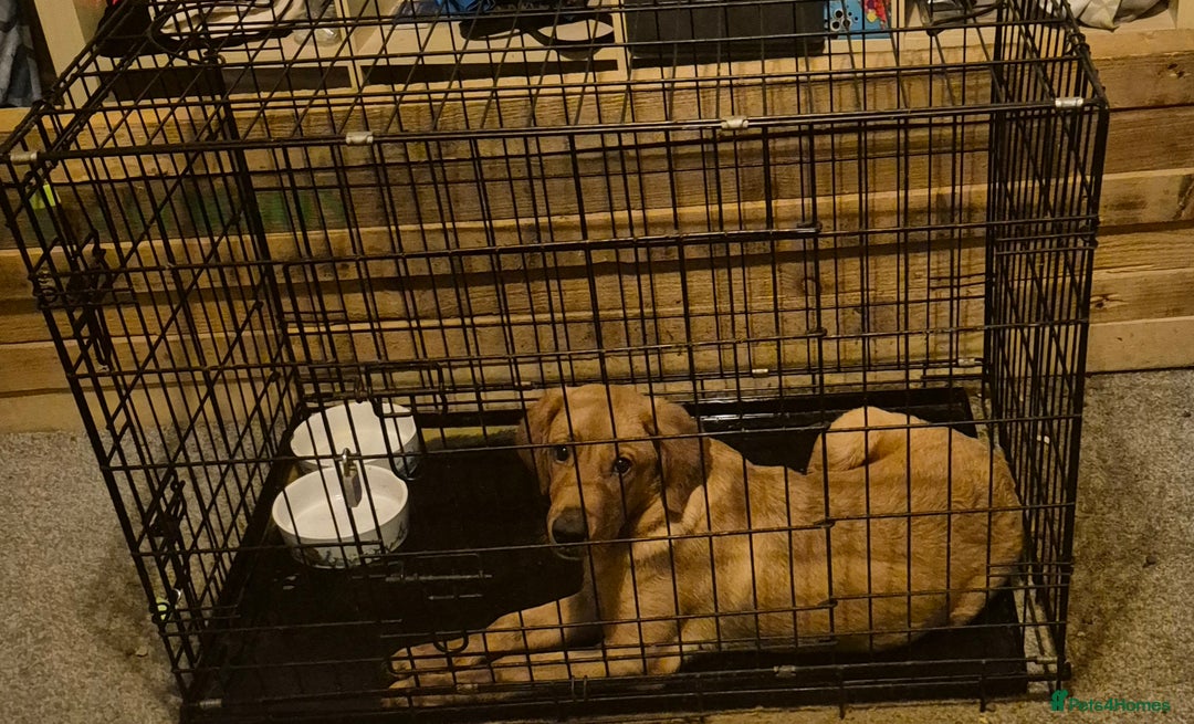 Labrador Retriever dogs for sale: Red fox lab - Advert 2