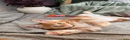 Maine Coon cats for sale: 7 x Stunning Maine Coon Kittens - Advert 16
