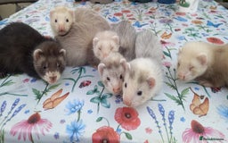 Ferret rodents for sale: Ferrets for sale  - Image 1
