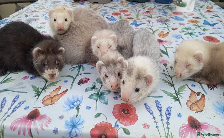 Ferret rodents - Advert 4