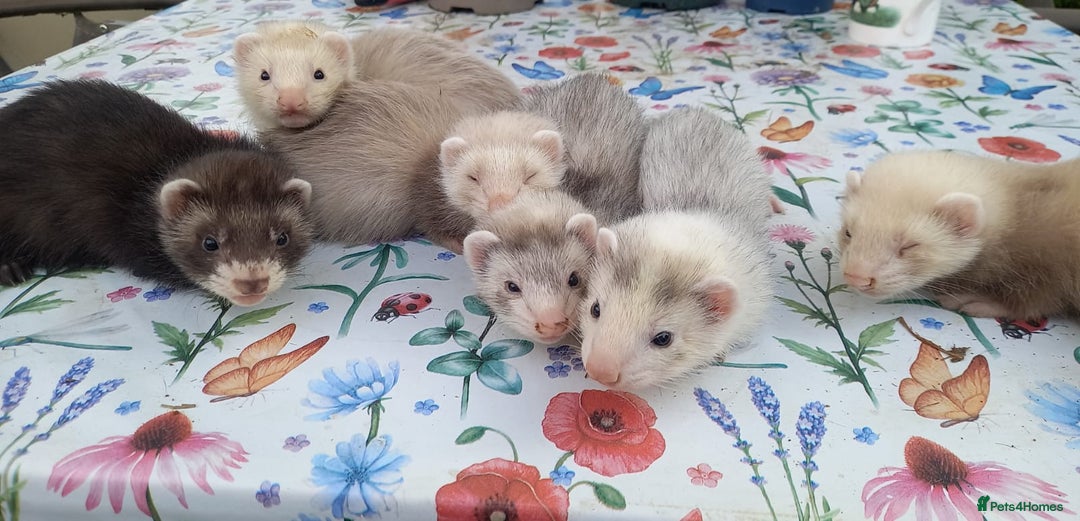 Ferret rodents for sale: Ferrets for sale  - Image 1