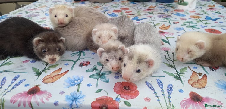 Ferret rodents - Advert 3