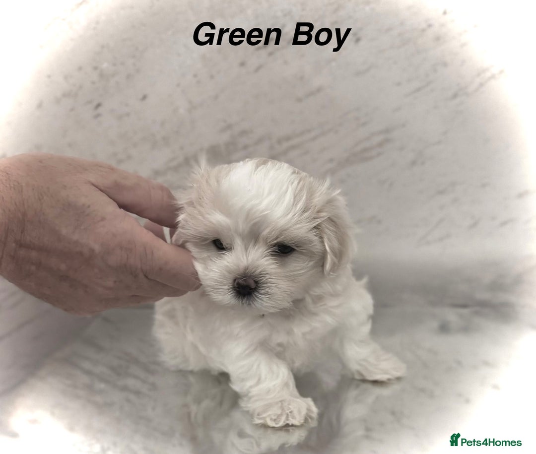 Maltese dogs for sale:  KC Registred Maltese puppies  - Advert 6