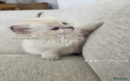 Ragdoll cats for sale: 🐾🌸GCCF Adorable purebred Ragdoll Kittens🌸🐾 - Image 5