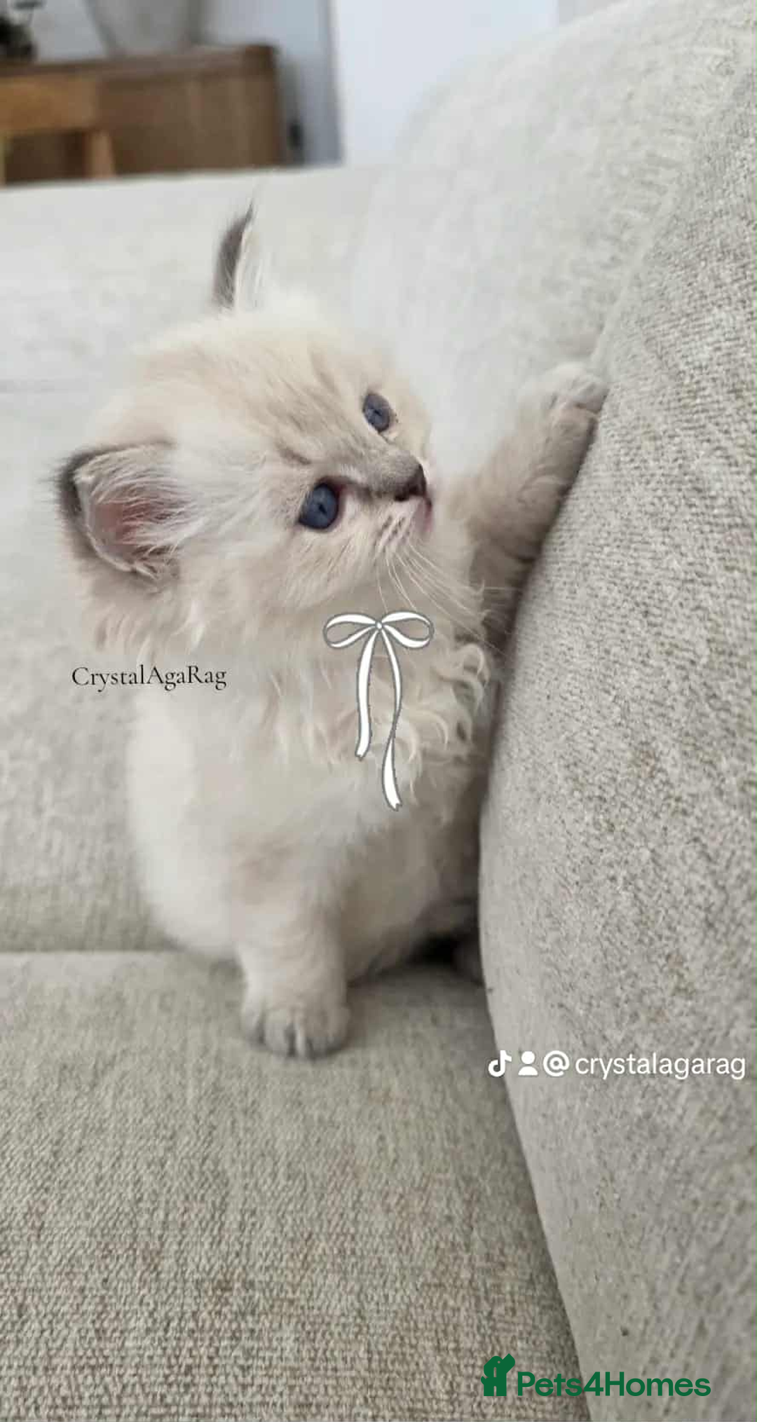 Ragdoll cats for sale: 🐾🌸GCCF Adorable purebred Ragdoll Kittens🌸🐾 - Image 5