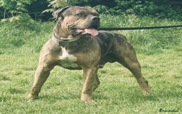 American Bulldog dogs for sale: Jhonson American Bulldog Merle Male (Kayos)  - Image 16