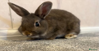 Netherland Dwarf rabbits - Advert 15
