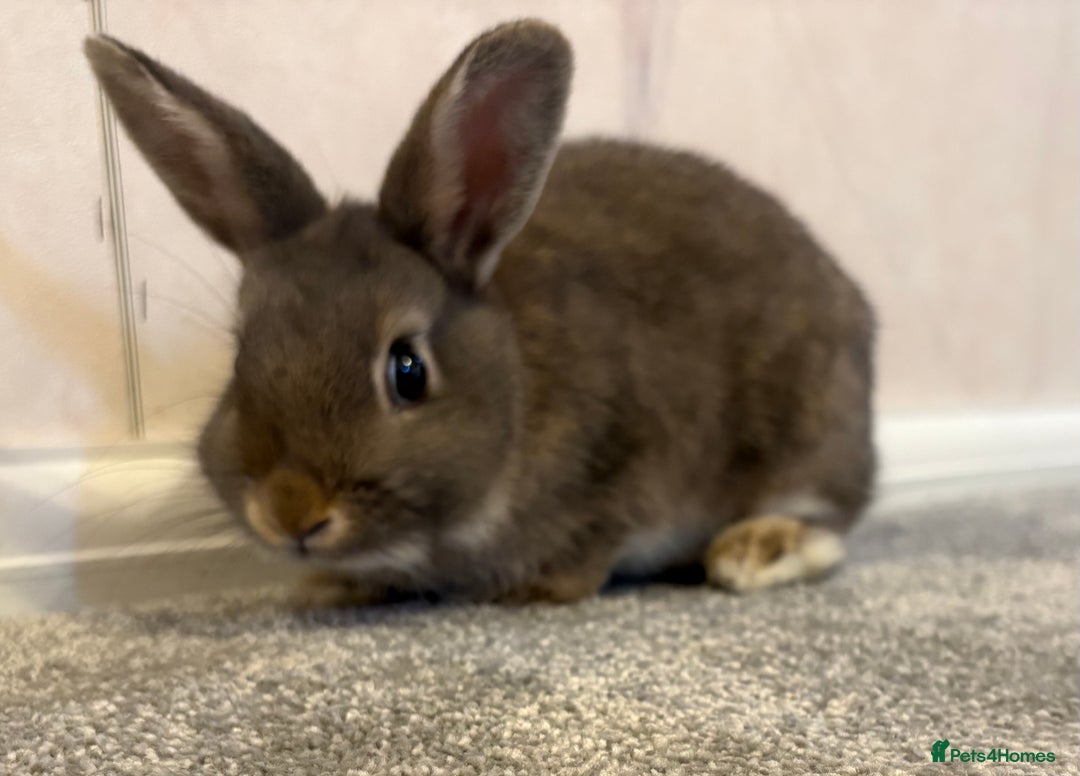 Netherland Dwarf rabbits for sale: Netherlands dwarf - Image 3