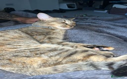 Savannah cats for sale: Beautiful Savannah cross - Image 3