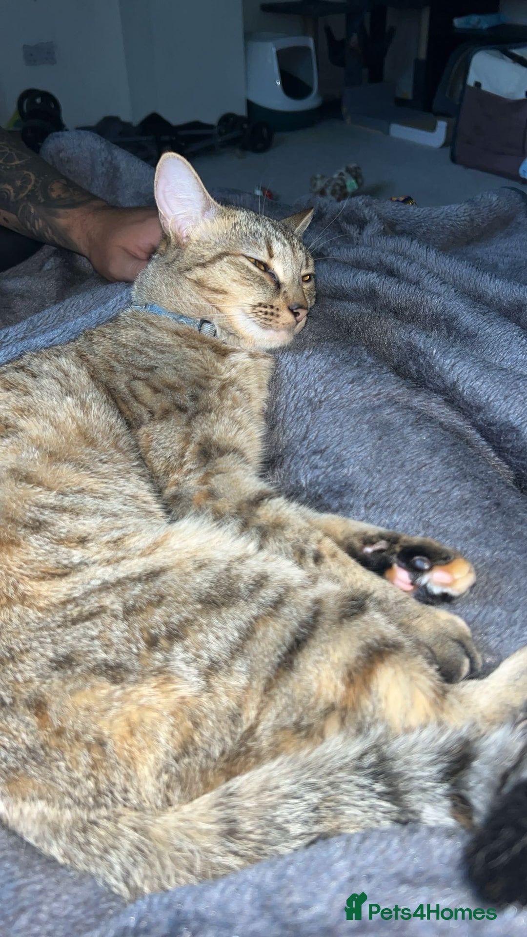 Savannah cats for sale: Beautiful Savannah cross - Image 3