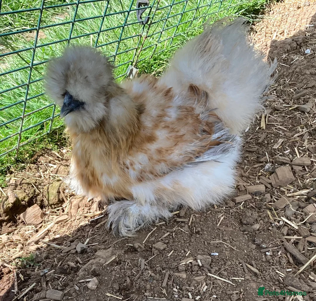 Chickens poultry for sale: Pure bred silkie hatching eggs & chicks in Lifton - Advert 14
