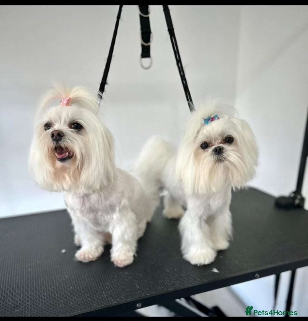 Maltese dogs for stud: Romeo - Full Korean Maltese Available for STUD  - Image 2