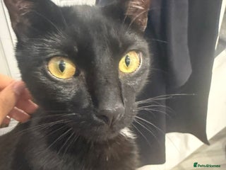 British Shorthair cats Black British Shorthair - Advert 1