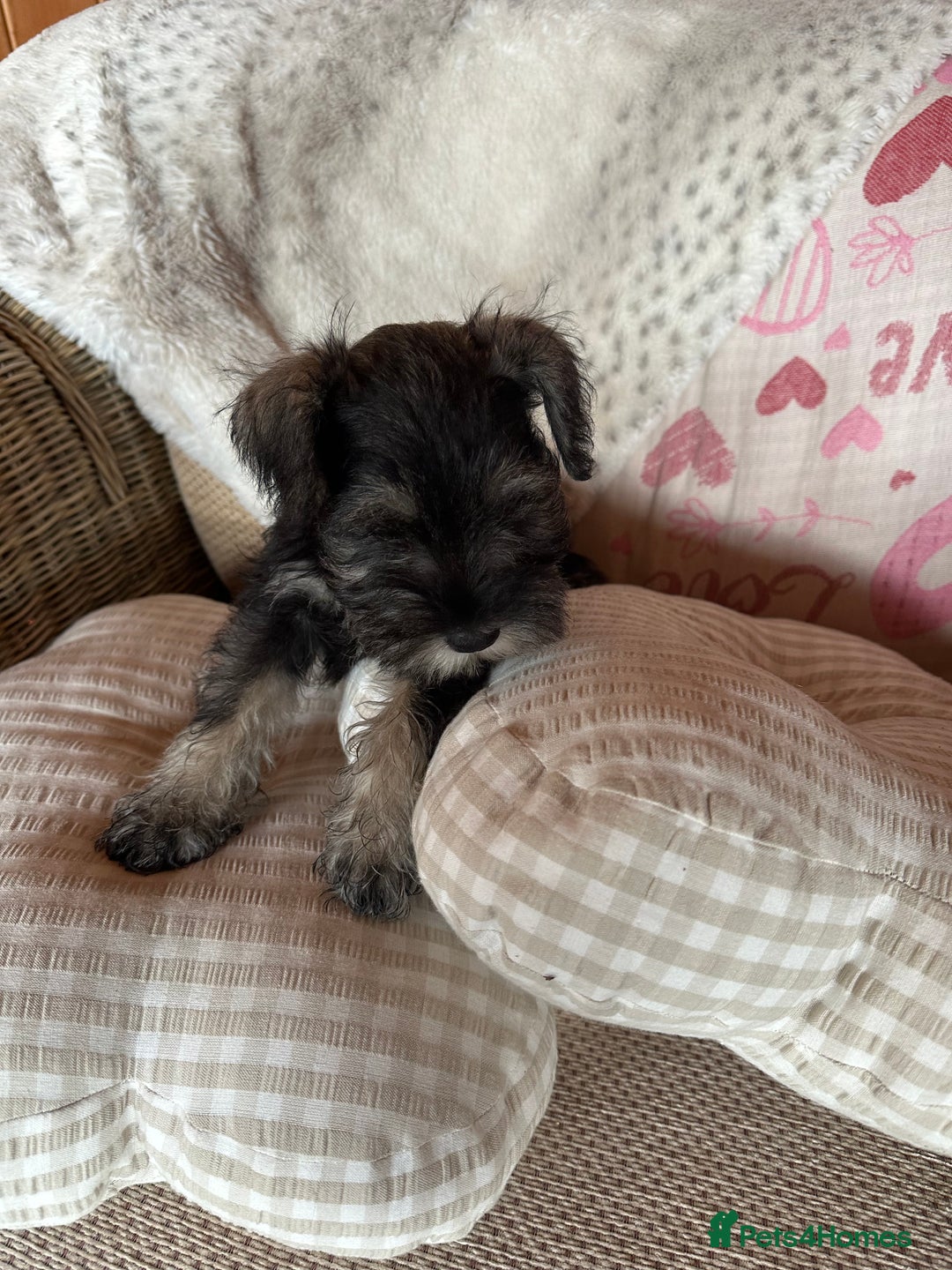 Miniature Schnauzer dogs for sale: Ready Now! miniature schnauzer puppies  - Image 18