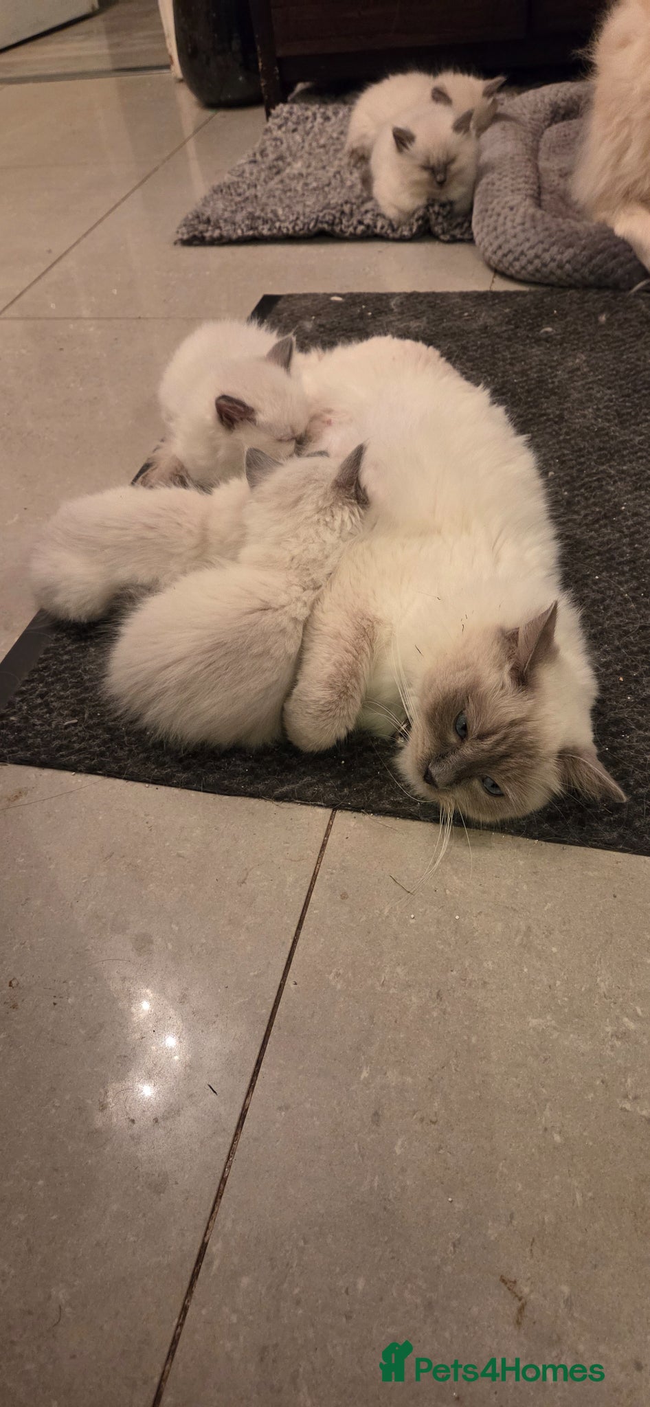 Ragdoll cats Ragdoll blue point kittens - Advert 2