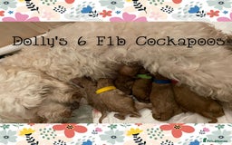 Cockapoo dogs for stud: Stunning proven KC reg Red Miniature Poodle in Cannock - Image 14