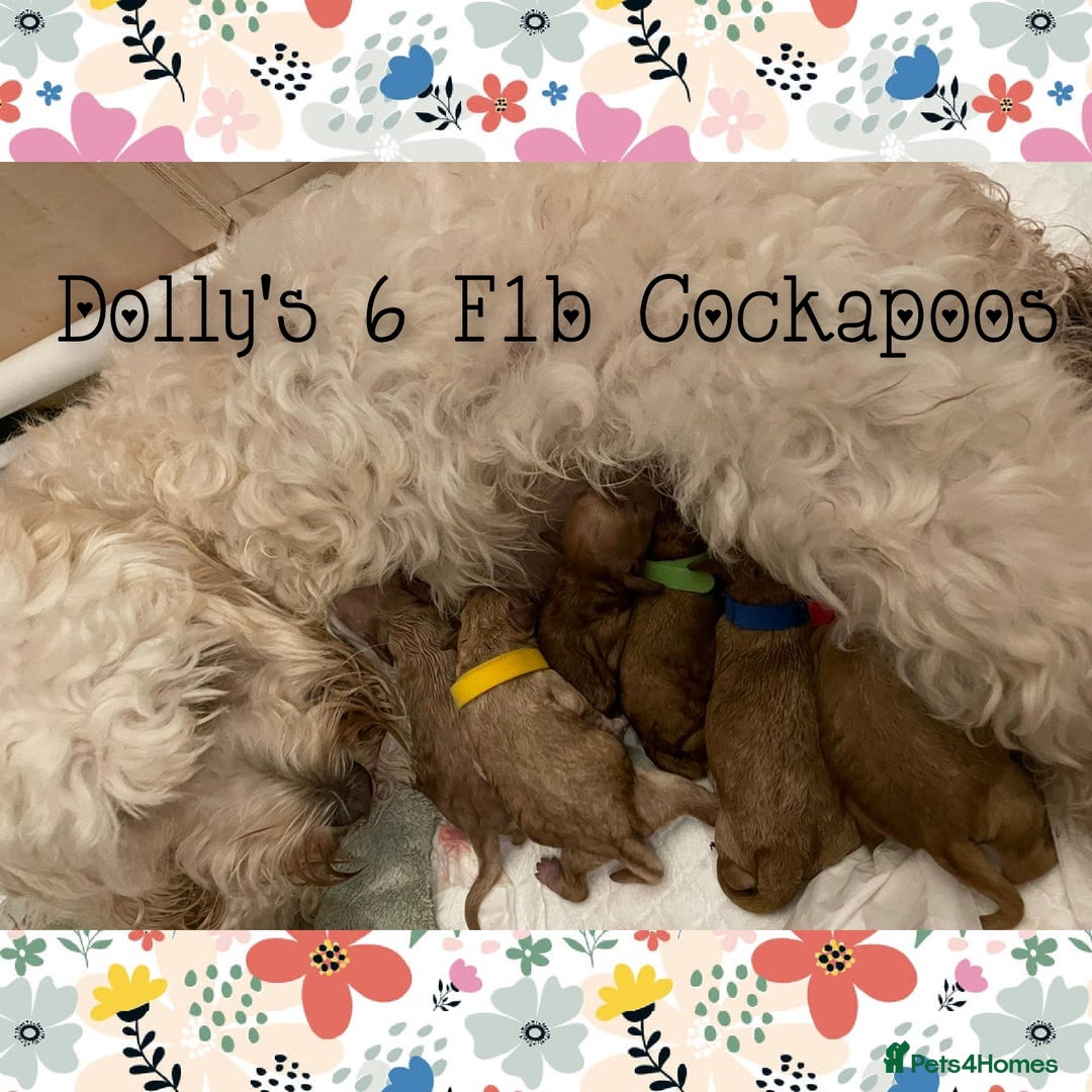 Cockapoo dogs for stud: Stunning proven KC reg Red Miniature Poodle in Cannock - Image 14