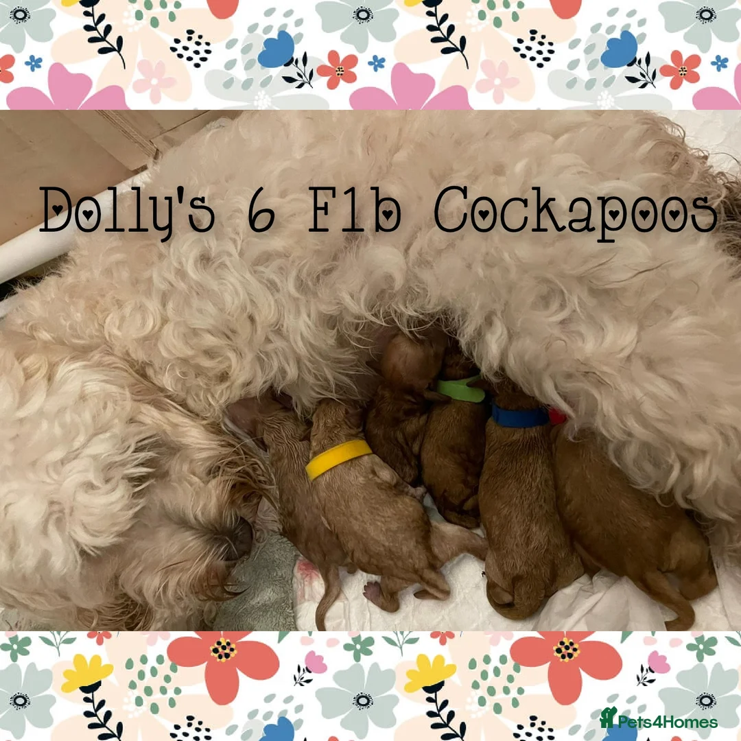 Cockapoo dogs for stud: Stunning proven KC reg Red Miniature Poodle in Cannock - Advert 14