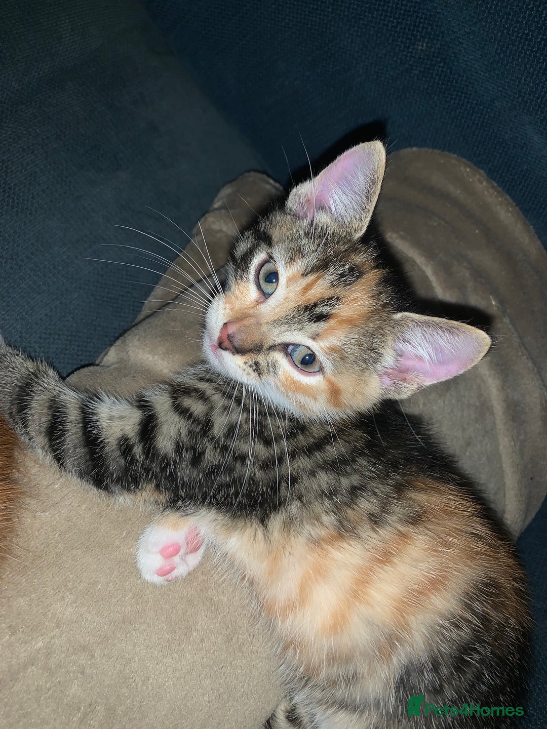 Mixed Breed cats for sale: 5 kittens for sale- ready now!! - Advert 3