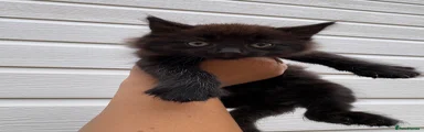 Mixed Breed 3