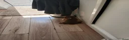 Cocker Spaniel dogs for sale: Cocker spaniels puppies  - Advert 10