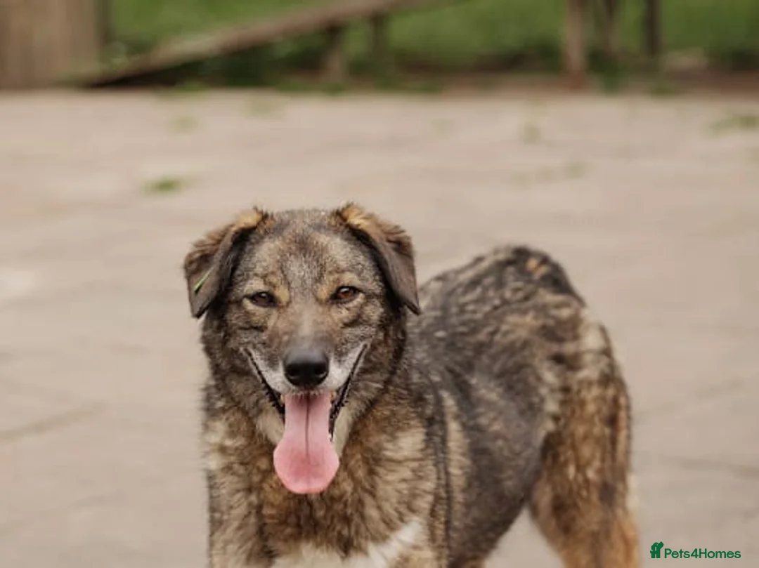 Mixed Breed dogs for adoption: ❤️Binky❤️3 yo smart&playful girl, medium knee size - Advert 1