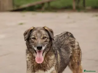 Mixed Breed dogs ❤️Binky❤️3 yo smart&playful girl, medium knee size - Advert 1