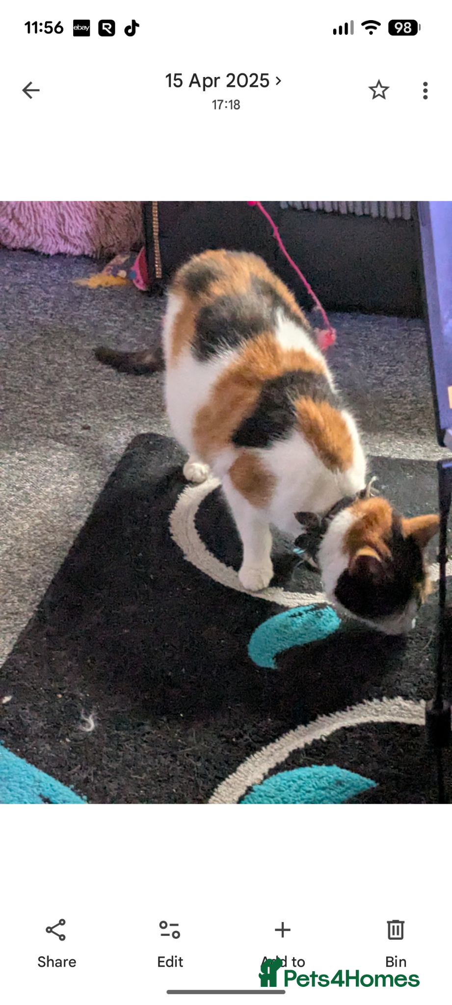 Mixed Breed cats Friendly Calico female for sale  - Advert 1