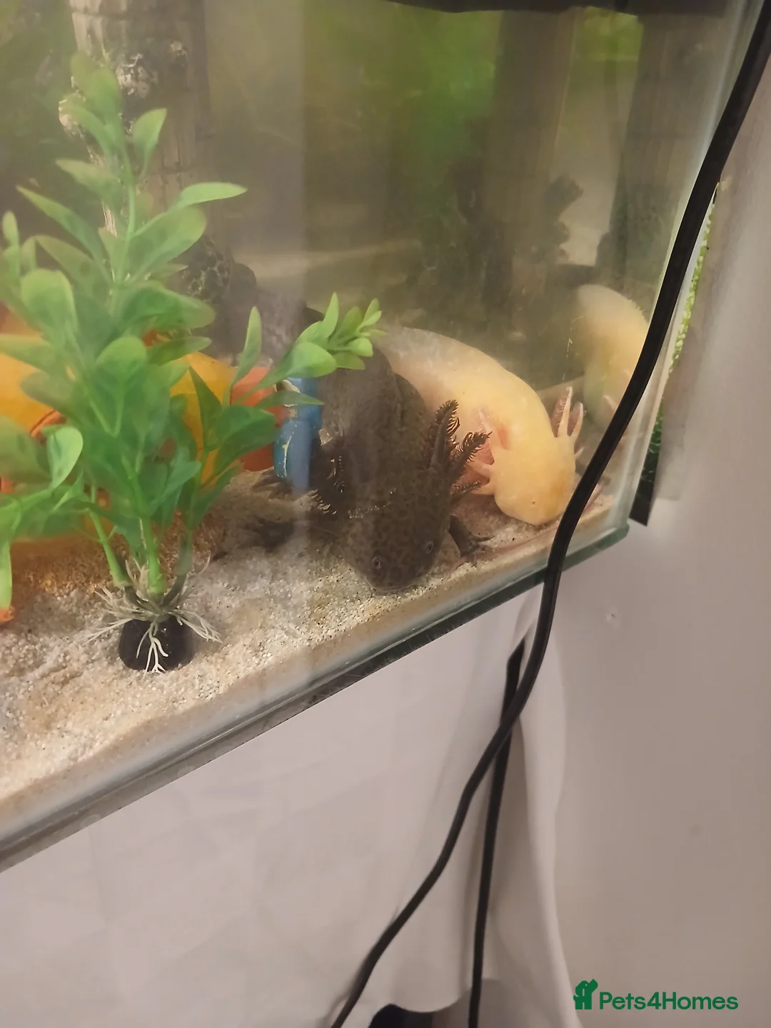 Axolotl reptiles for sale: Baby axolotls  - Advert 3
