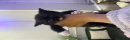 Mixed Breed cats for sale: mixed breed tuxedo kittens - 1 male and female - Advert 6