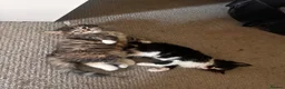Mixed Breed cats for sale: Long fur domestic cat  in London - Advert 7