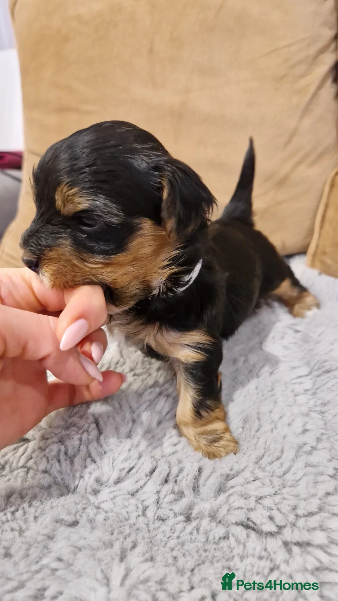 Yorkshire Terrier dogs for stud:  PEDIGREE Yorkshire terrier for STUD  in Hull - Advert 39