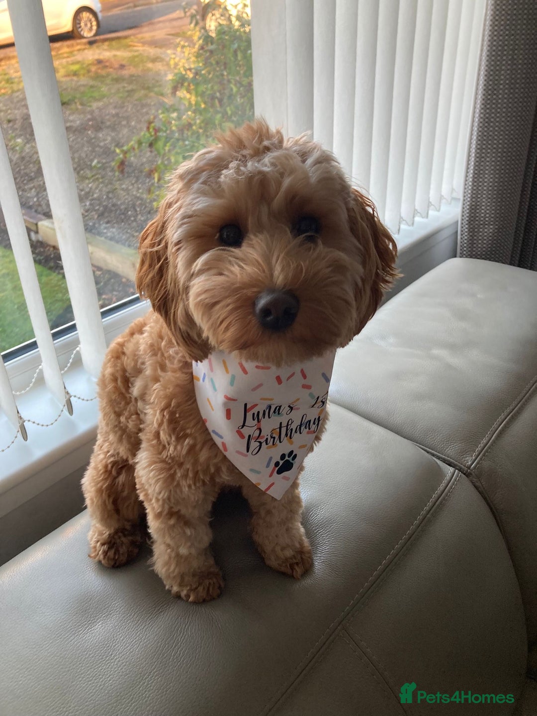 Cockapoo dogs for sale: Cockapoo F1 - Advert 10