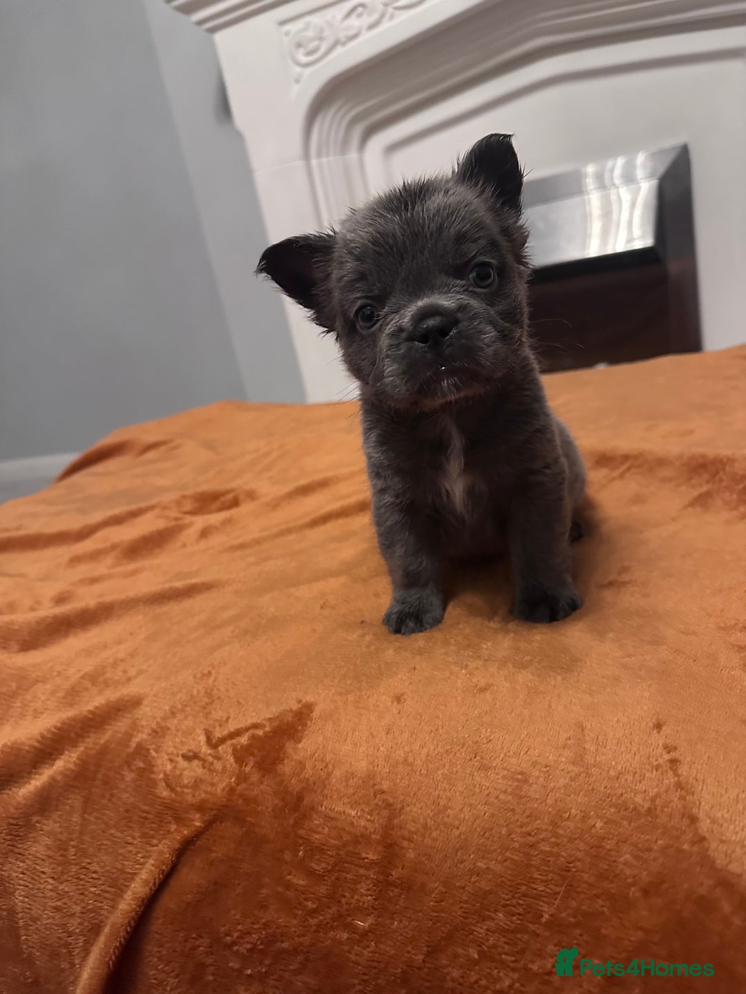 French Bulldog dogs for sale: Fluffy FrenchBulldogs - Image 18