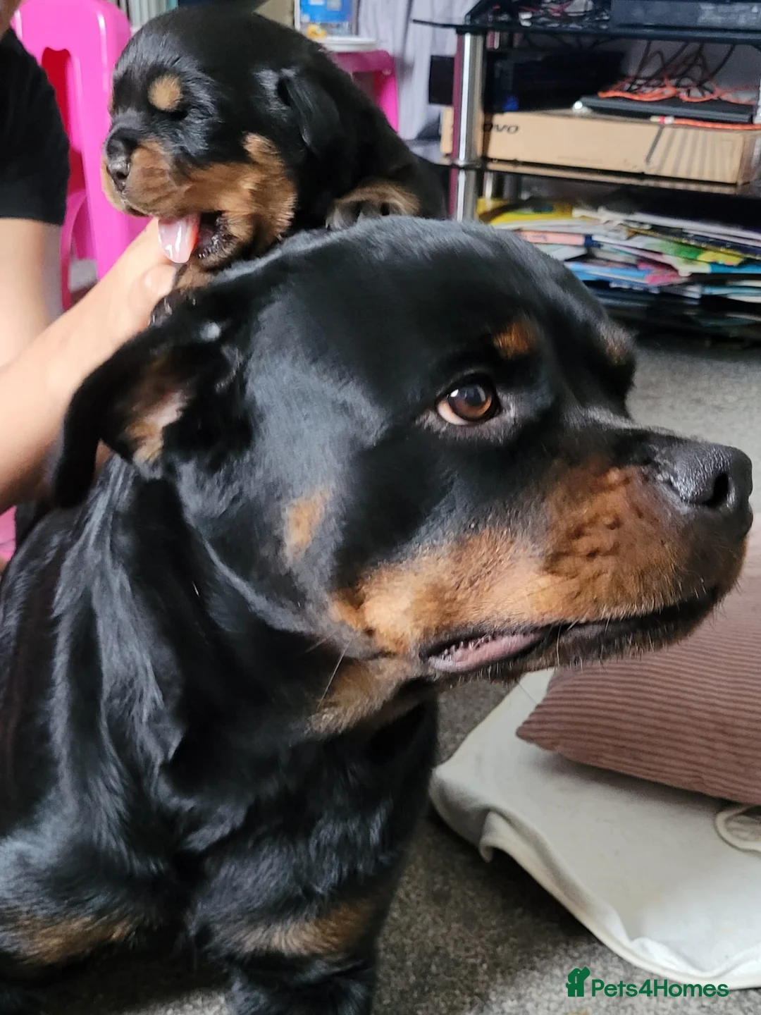 Rottweiler dogs for sale: Pure Pedigree Rottweiler Puppies - Advert 2
