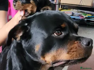 Rottweiler dogs Pure Pedigree Rottweiler Puppies - Advert 1