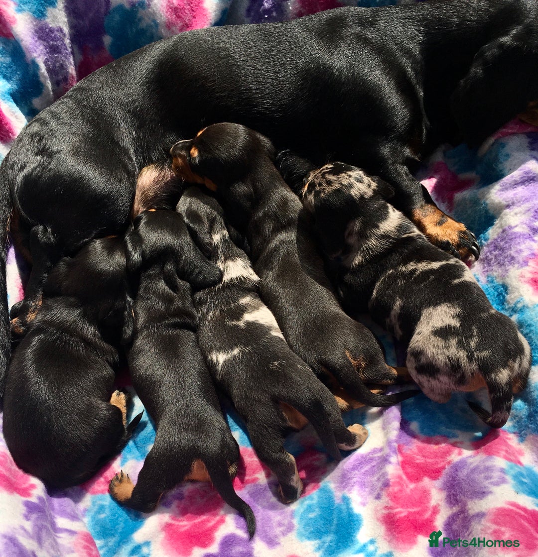 Miniature Dachshund dogs for stud: Mini Dachshund Boy for Stud, KC reg, Choc Dapple in Salford - Advert 12