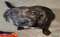 Mixed Breed dogs for sale: Need to rehome my 5 month old puppy - Image 5