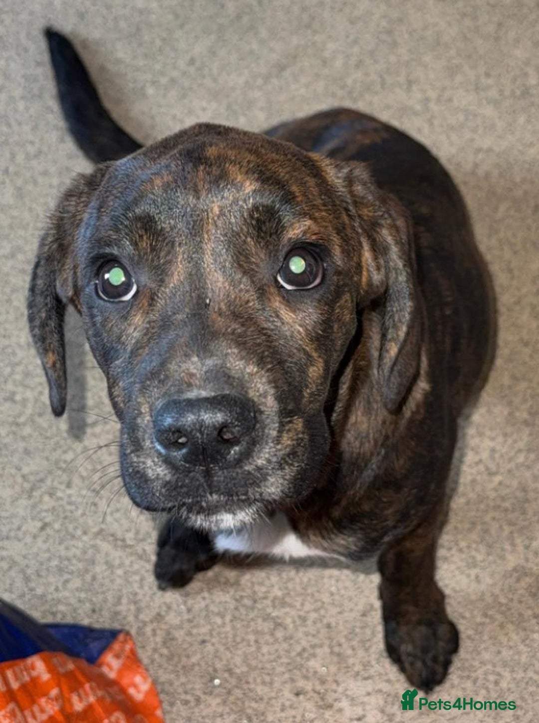 Mixed Breed dogs for sale: Need to rehome my 5 month old puppy - Image 5