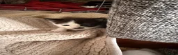 Mixed Breed cats for sale: 2 beautiful kittens  - Advert 4