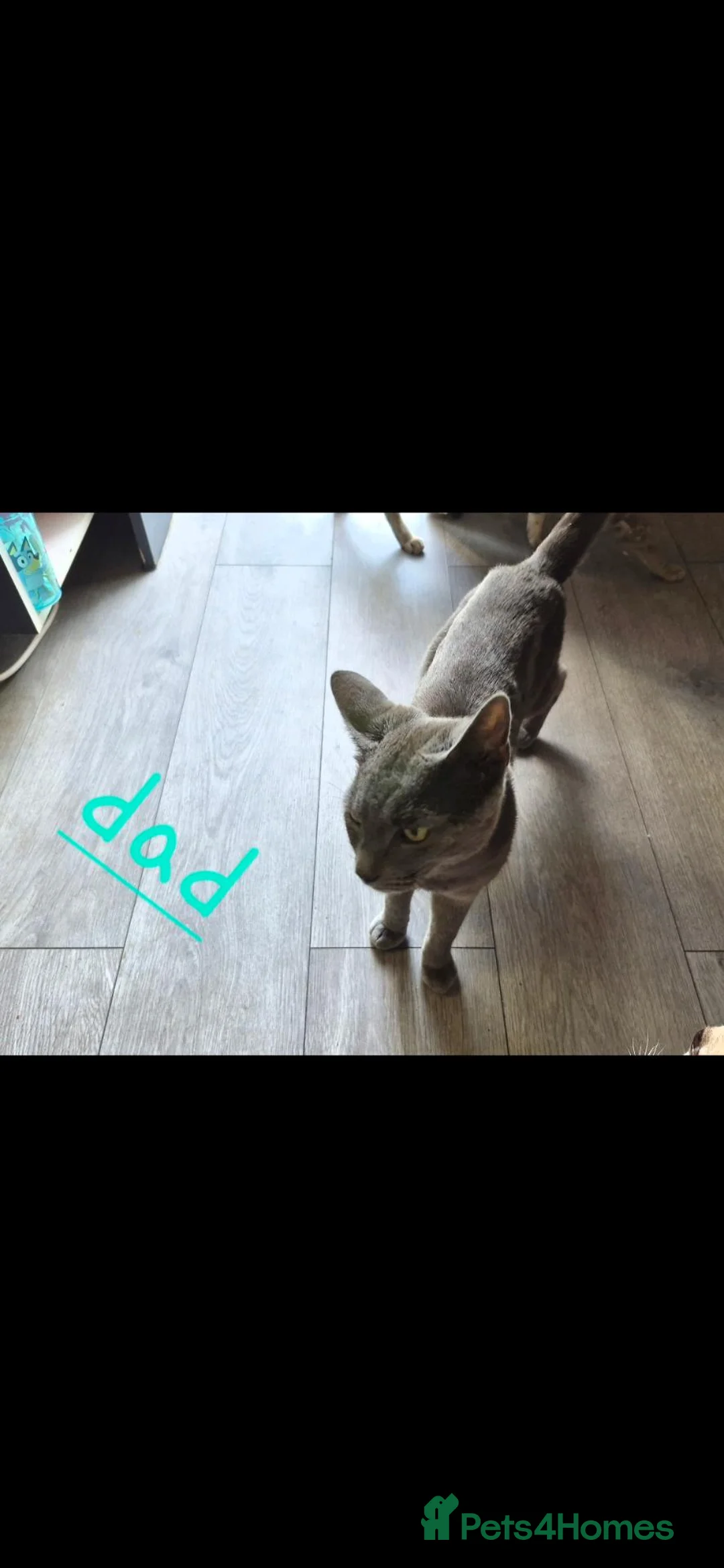Mixed Breed cats for sale: Last grey kitten - Advert 14