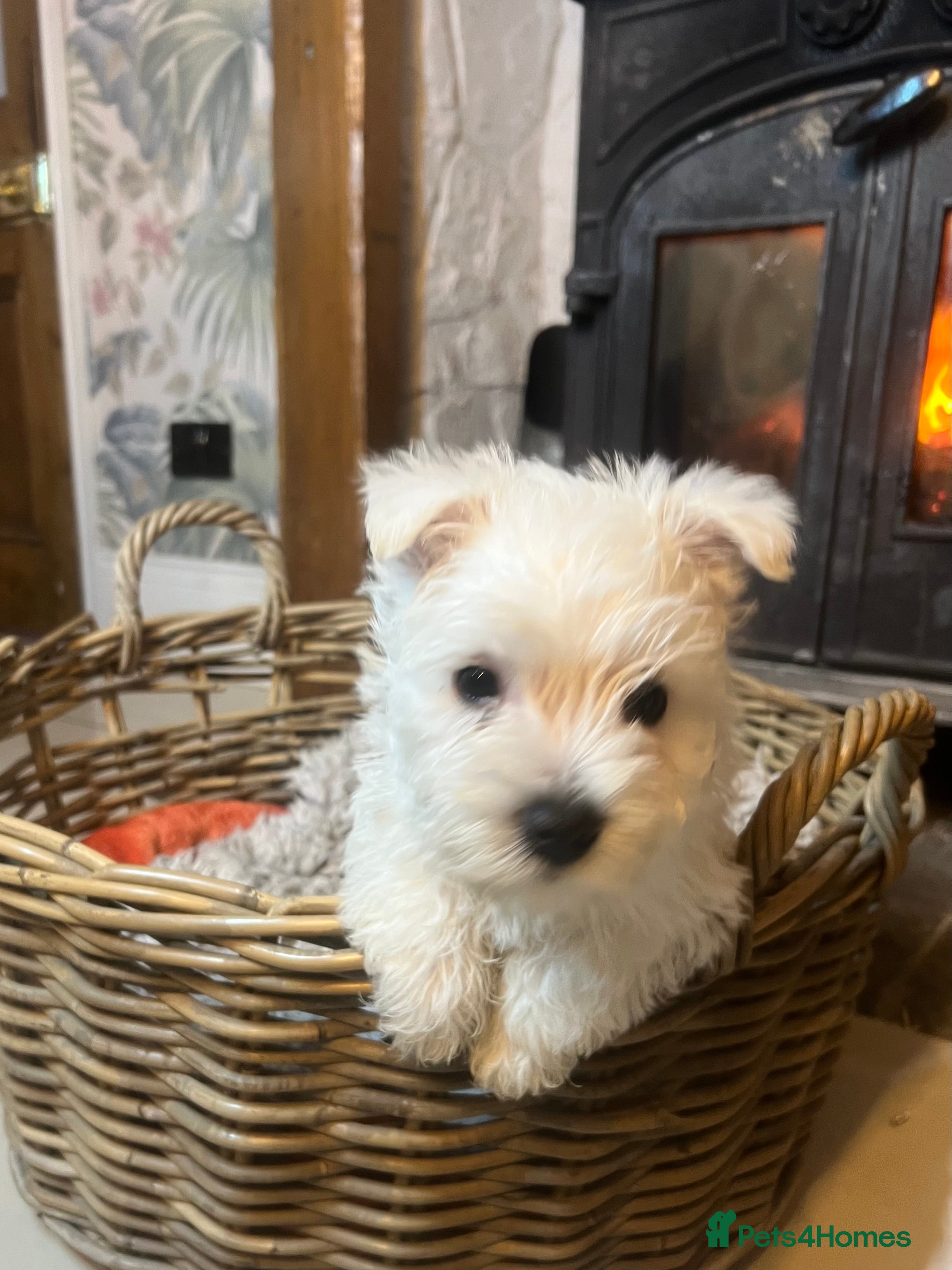 West Highland Terrier dogs Westie puppies for sale - Advert 5