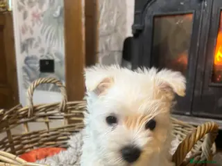 West Highland Terrier dogs Westie puppies for sale - Advert 5
