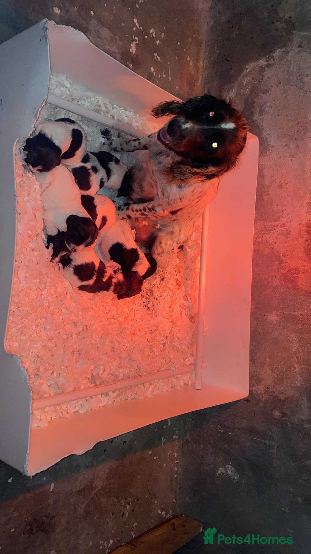 Sprocker dogs for sale: Working Sprockers - Image 3