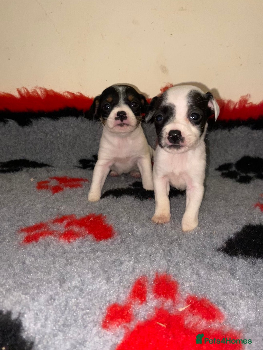 Jack Russell dogs for sale: Jack Russell puppies *SHORT LEGGED* - Advert 4