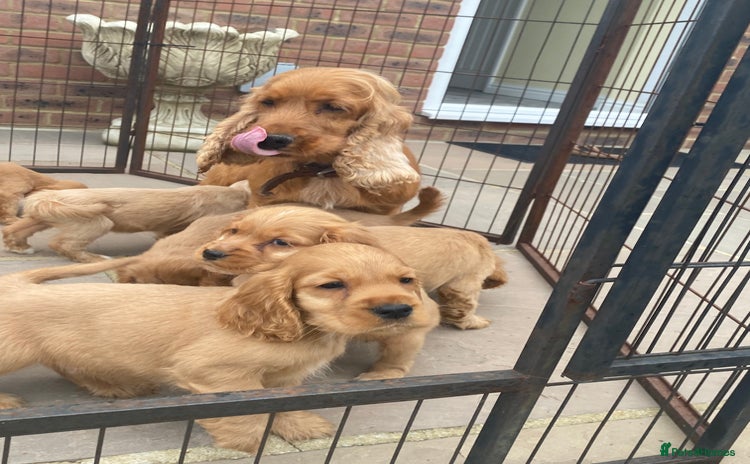 Cocker Spaniel dogs - Advert 2